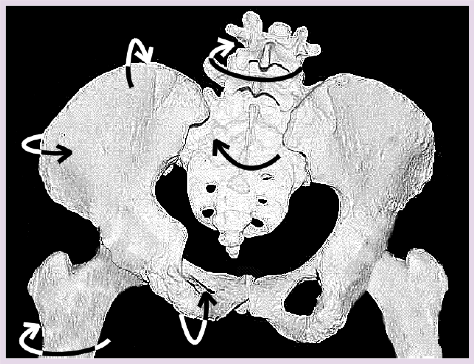 Rotated Pelvis-Posterior View Rotated Pelvis-Posterior View